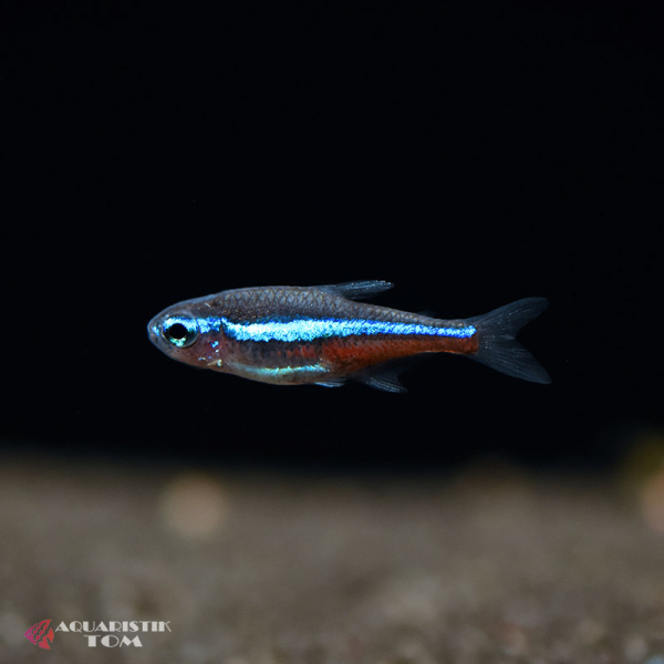 Blauer Neon, Paracheirodon simulans